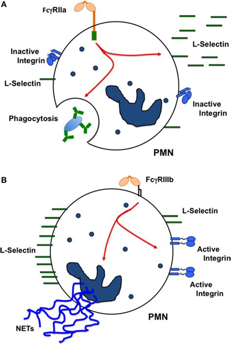 Frontiers Fc Receptor Heterogeneity In Leukocyte Functional