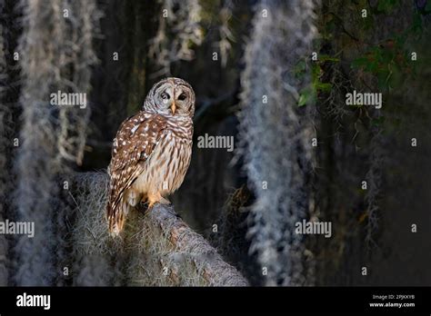 Barred Owl Perched In Bald Cypress Forest With Spanish Moss Stock Photo