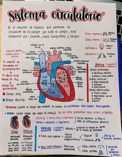 Fotos En Apuntes De Medicina Lecciones De Biolog A Libros De