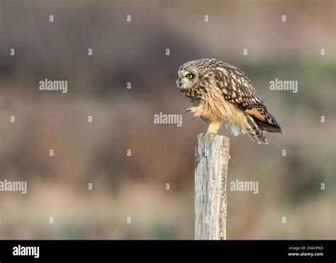 Owl Talons Hi Res Stock Photography And Images Alamy