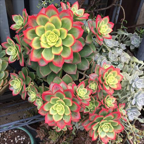 Aeonium Kiwi Dream Color