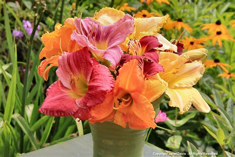 Daylily bouquet | Janet Davis Explores Colour