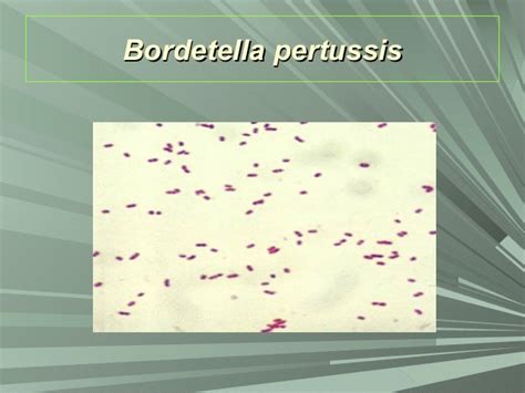 Lecture 23 Bordetella