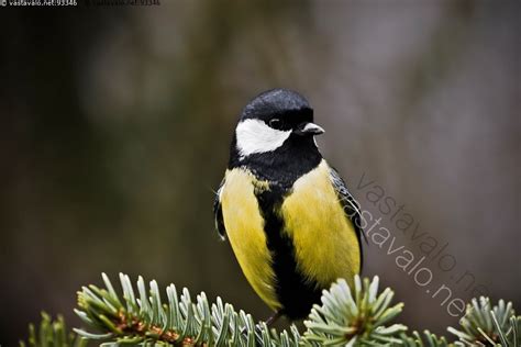 Kuva Talitiainen Parus Major Talitiainen Tiainen Tiaiset Tintti