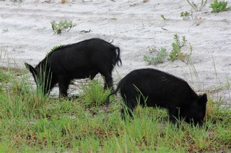 Life is Good!: Wild Florida Pigs