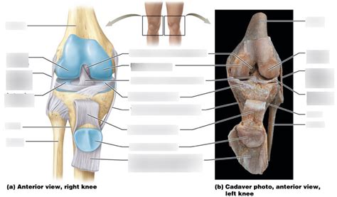 The Knee Joint Diagram Diagram Quizlet