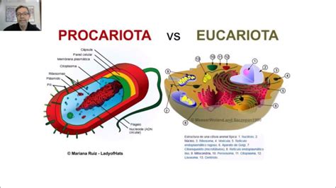 Diferencias Entre Arqueas Y Bacterias Actualizado Agosto