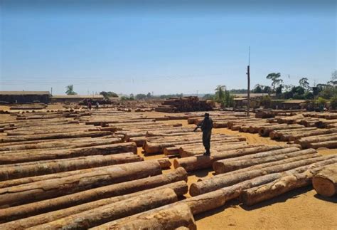 Mato Grosso concentra 70 da exploração ilegal de madeira na Amazônia