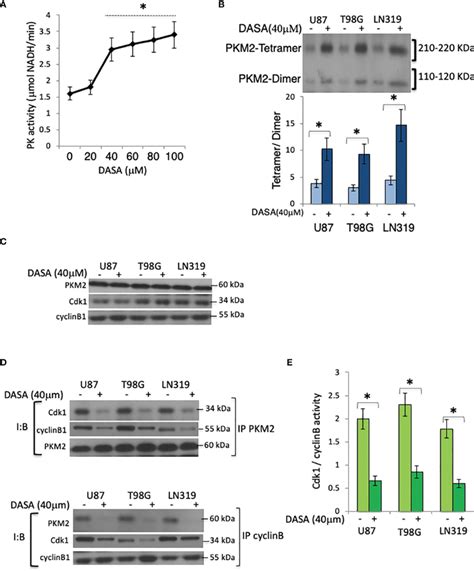 Pharmacologic Activation Of Pkm2 Suppresses Cdk1 Cyclin B Complex