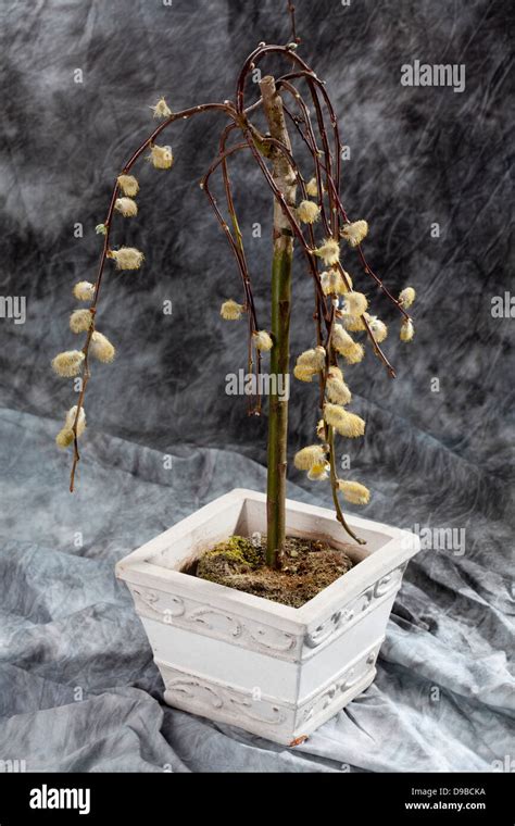 Pussy Willow On Grey Background Stock Photo Alamy
