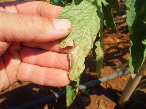 Cultivar El Huerto Casero Mis Tomateras Afectadas Por El Mildiu