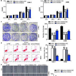 The Negative Effect Of Arap As Knockdown On Ccrcc Cells A The Cell