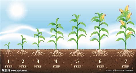 玉米生长过程矢量插画设计图其他生物世界设计图库昵图网