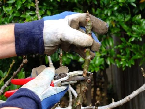 Comment Tailler Un Figuier Jardin Ruse