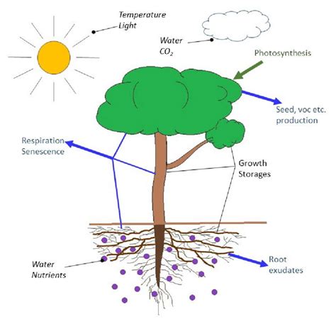 Components Of Carbon Balance Of A Tree Carbon Gain Green Arrow And