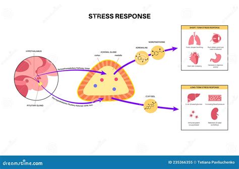 Hypothalamic-pituitary-adrenal HPA Axis Cartoon Vector | CartoonDealer.com #122898069