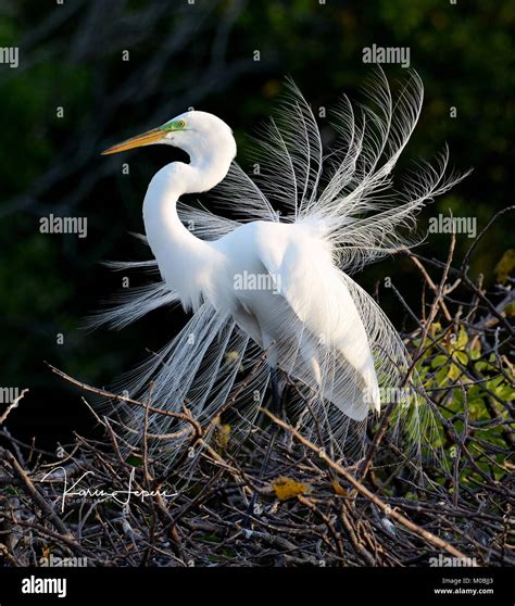 Great Egret Ardea Alba In Nuptial Plumage Stock Photo Alamy