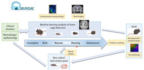 MURIDAE | National Mouse Genetics Network