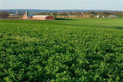 Lucerna Siewna Uprawa Na Nasiona