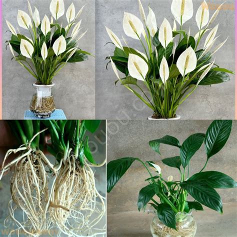 Comment Avoir Un Spathiphyllum Persistant Et Plein De Fleurs