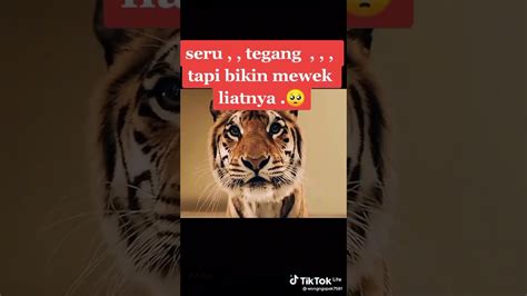 Yang Gak Kuat Jangan Nonton Tiger Robbers YouTube