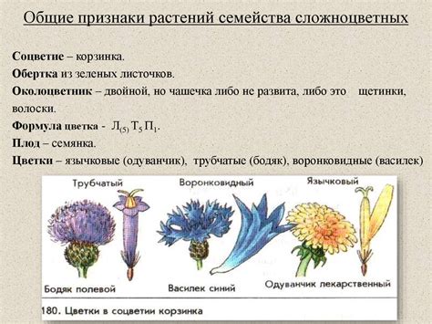 Многообразие растений семейства сложноцветных - презентация онлайн