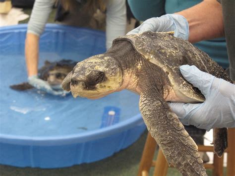 Now climate change is coming for our sea turtles | Popular Science