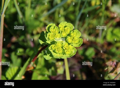 Pianta Da Giardino Selvatico Hi Res Stock Photography And Images Alamy