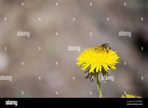 Bienen Sammeln Nektar Pollen Fotos Und Bildmaterial In Hoher