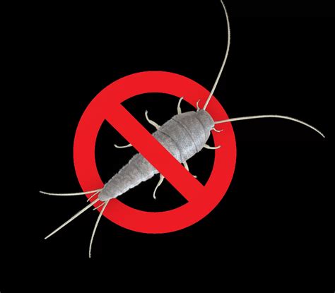 Silverfish Pest Control Sydney Quality Pest Control