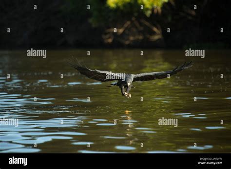 Great Black Hawk Buteogallus Urubitinga Diving On Prey Pantanal