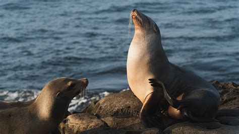 Cape Cross Seal Reserve - Visit Namibia