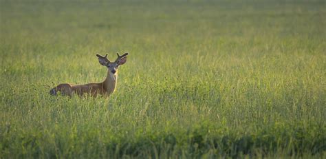 National Fish and Wildlife Foundation Awards $15.6 Million to Conserve ...