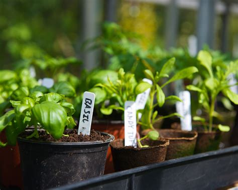 Keeping Supermarket Herbs Alive Experts Share Top Tips Gardeningetc