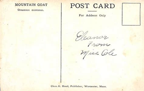 Mountain Goat Goats Writing On Back Topics Animals Other