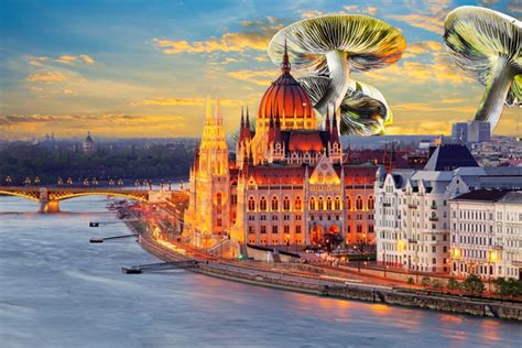 Sex On Mushrooms Good Or Bad Idea Psychedelic Spotlight