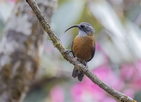 Bhutan Bird Finder (Birding in Bhutan) on Twitter | Bird, Habitats ...