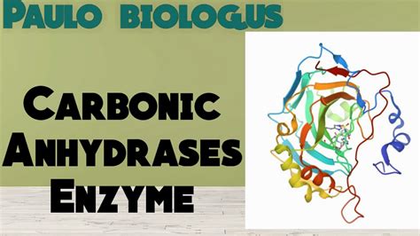 Presentation On Carbonic Anhydrase Enzymes Structural