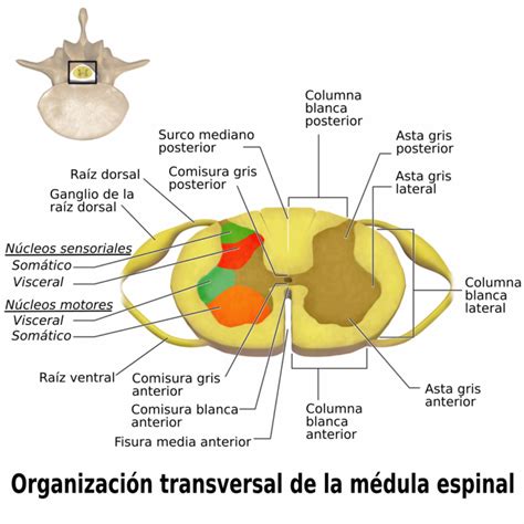 Tabla De Los Músculos De La Espalda Anatomía Y Funciones
