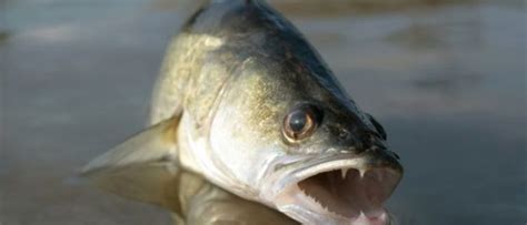 Копчение судака в домашних условиях, простой алгоритм