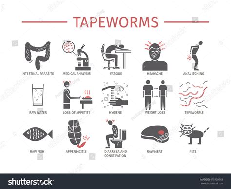 Tapeworms Symptoms Treatment Flat Icons Set Stock Vector (Royalty Free ...