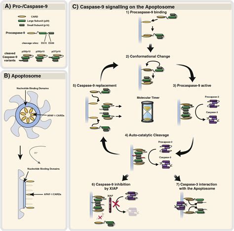 Figure From The Central Role Of Initiator Caspase In Apoptosis