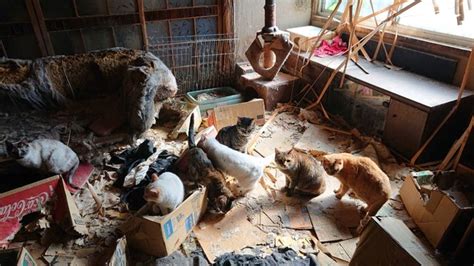 猫の多頭飼育崩壊、現場に駆けつけたスタッフが見たものとは目を覆いたくなる惨状、なぜこうなった？｜まいどなニュース