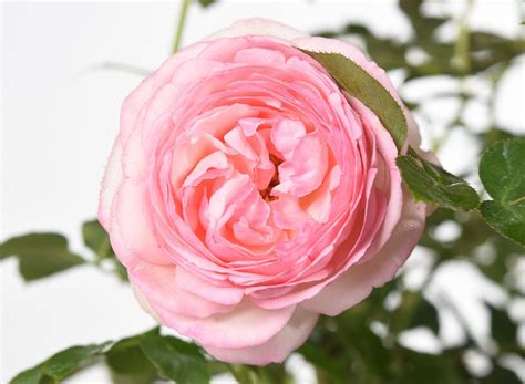 Strauchrose Eden Rose 85 ® Rosa Eden Rose 85 ® Günstig Kaufen