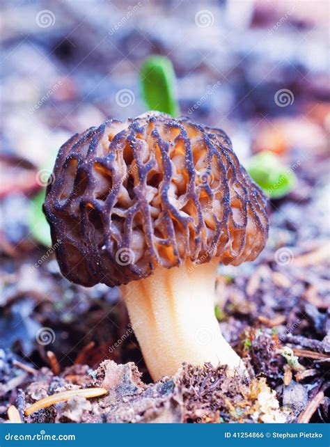 Black Morel Morchella Elata Mushroom Forest Floor Stock Photo Image