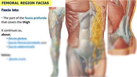 SOLUTION ATAUNI Anatomy Anterior And Medial Aspect Of The Thigh For