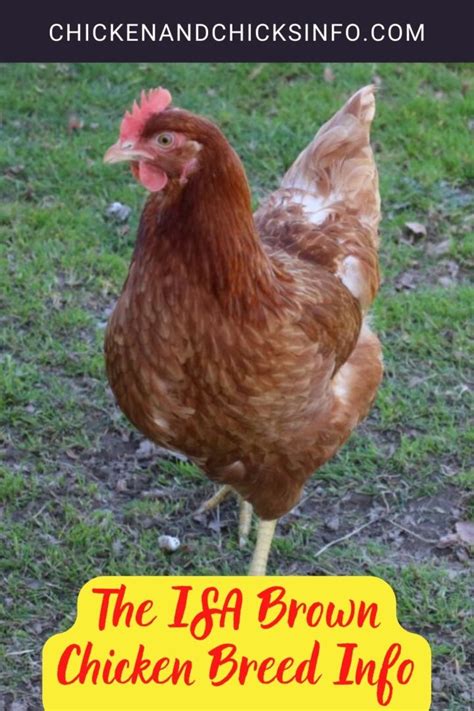 The Isa Brown Chicken Breed Info Chicken And Chicks Info