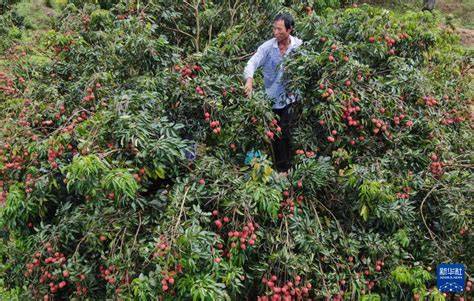 广州增城荔枝陆续上市 新华网