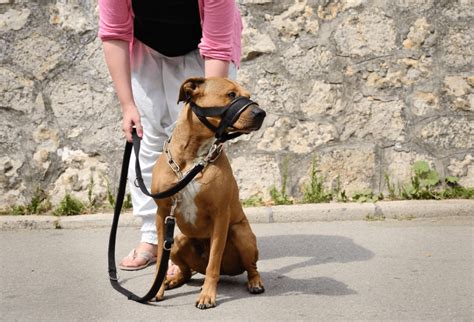 Las Mejores Alternativas De Bozales Para Perros Para Tu Perro