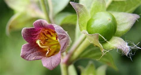 Beware The Deadly Nightshade, The Beautiful Plant That Can Kill You